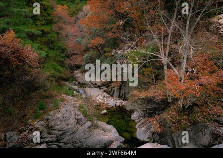 Shaanxi Qinling Red Leaf Stockfoto