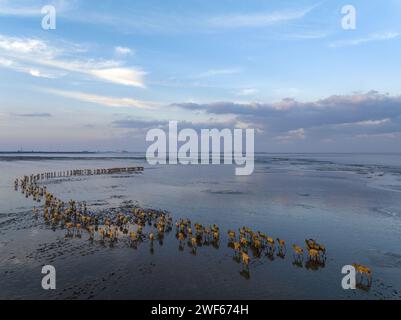 Elche im Gelben Meer Feuchtgebiet von Yancheng, Provinz Jiangsu Stockfoto