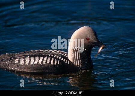 pazifikloon, Gavia pacifica, mit Fischen entlang der zentralen arktischen Küste, North Slope, Alaska Stockfoto