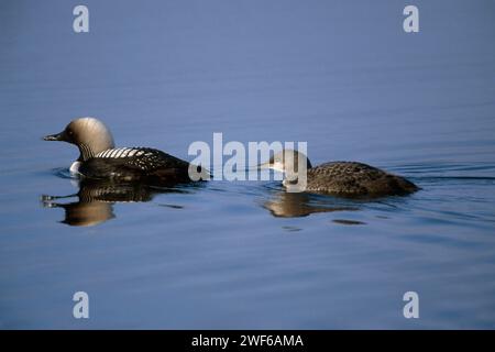 pazifikloon, Gavia pacifica, mit Küken auf einem See entlang der zentralen arktischen Küste, North Slope, Alaska Stockfoto