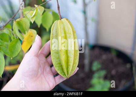 Die Hand hält Sternenfrüchte, die auf einem Baum wachsen Stockfoto