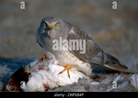 nördlicher harrier Falke, Circus cyaneus, ernährt sich von einem Weidenschneegel, Lagopus lagopus, zentrale arktische Küste, North Slope, Alaska Stockfoto