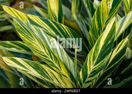 Muschel Ingwerpflanze tropische Laubflora dekorative Zierstreifen leuchtend grün und gelb variiert Stockfoto