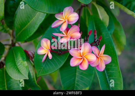 Plumeria rubra rot Frangipani tropisch schön duftend lebendig Blumenbaum exotisch Trinidad und Tobago Stockfoto