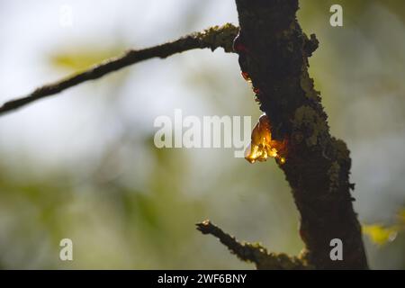 Nahaufnahme eines Zweiges mit einem Tropfen goldenem Harz, der mit einer Schicht aus grünem Moos bedeckt ist. Harztropfen ist reißförmig, gelb-braun in Farbe Stockfoto