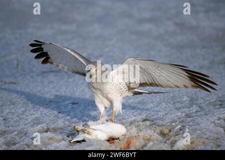 nördlicher harrier Falke, Circus cyaneus, ernährt sich von einem Weidenschneegel, Lagopus lagopus, zentrale arktische Küste, North Slope, Alaska Stockfoto