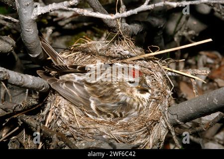 Der rote Poll Carduelis flammea befindet sich auf seinem Nest, 1002 Küstenebene des Arctic National Wildlife Refuge, North Slope, Alaska Stockfoto