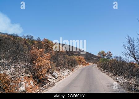 Verbrannte Erde und geschwärzte Baumstämme, verursacht durch ein großes Buschfeuer. Stockfoto