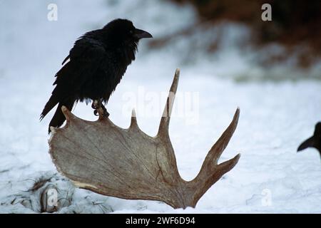 Rabe Corvus Corax, sitzt auf einem Elchgeweih in den Ausläufern der Takshanuk-Berge im nördlichen Südosten Alaskas Stockfoto