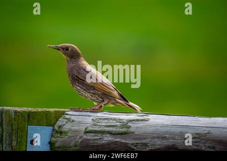 Ein einsamer Jungstern steht wachsam auf einem alten Holzzaunpfosten mit einem leuchtend grünen Hintergrund aus weichem Laub. Stockfoto