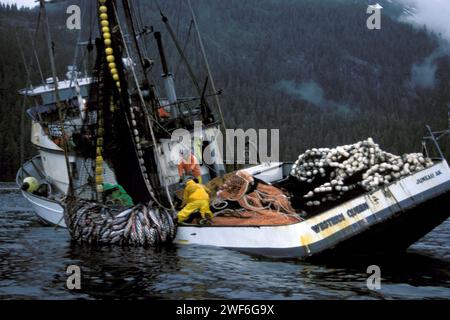 Die Besatzung eines kommerziellen Fischereifahrzeugs holt ein Netz voller Kicherlachs, Oncorhynchus keta, in Hidden Falls im Südosten Alaskas Stockfoto