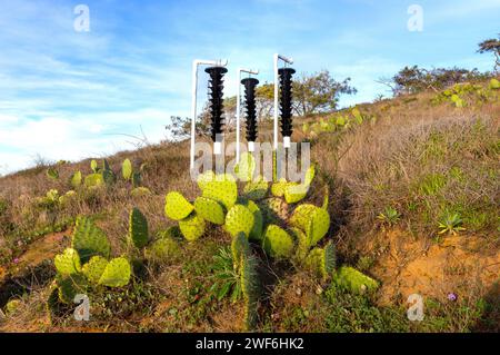 Bark Beetle Insektenfallen im berühmten Torrey Pines State Park mit Wüstenkaktuspflanzen im Vordergrund. San Diego, Kalifornien, Südliche USA Stockfoto