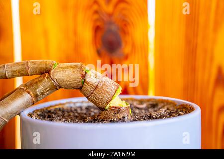 Crassula ovata Baum gebrochen in einem Topf für Zimmerpflanzen. Crassula-Krankheit Stockfoto