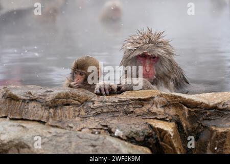 Schneeaffen baden im heißen Onsen, Snow Monkey Park, Jigokudani, Nagano, Japan. Stockfoto