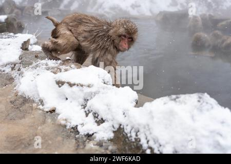 Monkey im Snow Monkey Park, Jigokudani, Nagano, Japan. Stockfoto