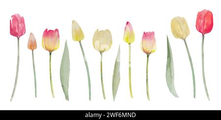 Sammlung von Tulpenblumen. Aquarell Frühling Hand bemalt Blumen Illustration. Satz von Tulpen und Blätter von Pfirsich, rosa, gelb, rote Farbe Stockfoto
