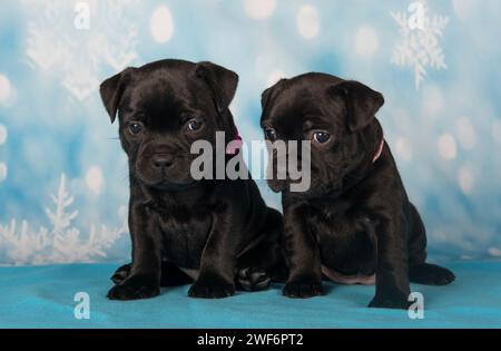 American Staffordshire Bull Terrier Hunde Welpen auf blauem Hintergrund Stockfoto