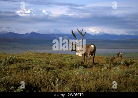 Karibus, Rangifer tarandus, Stierfütterung von Vegetation im Denali National Park, im Inneren Alaskas Stockfoto