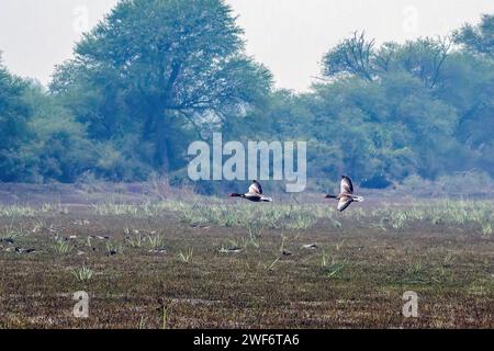 Die Roten Schimmelpilze fliegen im Keoladeo National Park, Bharatpur, Indien. Stockfoto