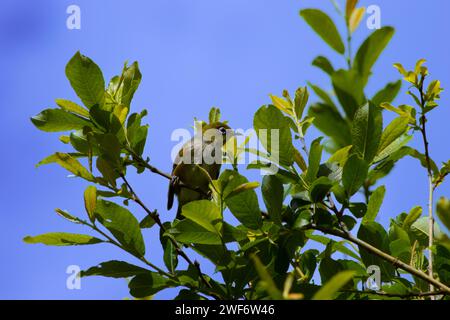 Neuseelands Silberaugenvogel Stockfoto