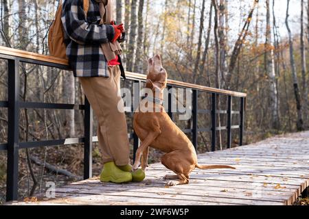 Der gehorsame, clevere Hund magyar vizsla hört Befehle des Tierbesitzers, laut zu bellen Stockfoto