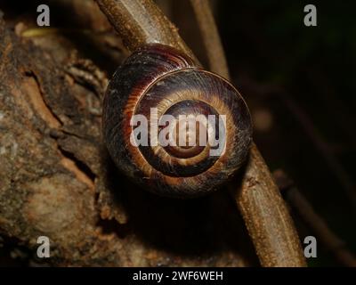 Ein Makro einer Schnecke auf einem Baumzweig Stockfoto