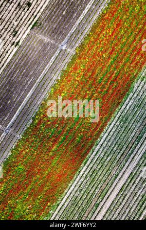 Felder mit blühenden Mohnblumen in der Nähe von Tirnavos Stadt, Larissa, Thessalien, Griechenland. Stockfoto