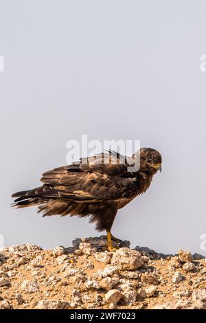 Ein Steppenadler auf felsigem Gelände, Aquila nipalensis Stockfoto