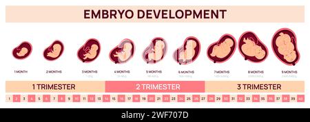 Infografiken zur menschlichen fetalen Entwicklung. Embryowachstum pränatale Stadien. Medizinisches Poster. Gynäkologische Ausbildung. Neun-Monate-Zyklus. Trimenon-Diagramm Stock Vektor