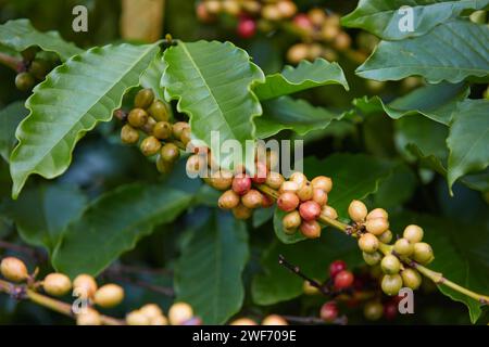 Schließen Sie Kaffeebohnen in Kaffeezweigen, unreife Kaffeebohnen auf Baum in Lam Dong - einer Provinz im Hochland Vietnams Stockfoto