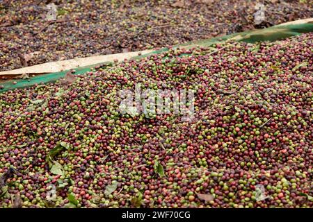 Die Reifen Kaffeekirschen wurden vom Baum geerntet, auf die Leinwand gelegt und für die nächsten Vorverarbeitungsschritte vorbereitet. Stockfoto