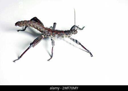 Studio-Aufnahme eines erwachsenen Mannes von Eurycantha calcarata. Tropisches Stabinsekt, Gehstock, Arthropoden aus Australasien (Neuguinea, Neukaledonien) Stockfoto