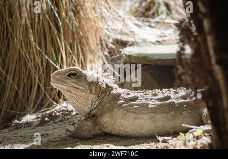 New Zealand Tuatara Stockfoto