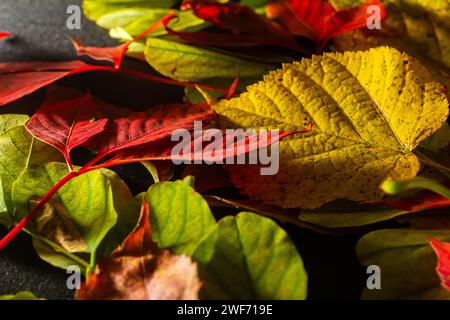 Bunte und helle Hintergrund gemacht von gefallenen Herbst Blätter. Stockfoto