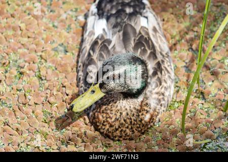 Eine Ente, die auf einem mit azollarotem schwimmenden Farn bedeckten Teich schwimmt. Stockfoto