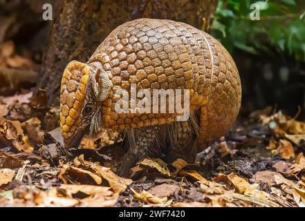 Nahaufnahme eines südlichen dreibändigen Gürtelbootes (Tolypeutes matacus) Stockfoto