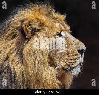 Seitliche Nahaufnahme eines männlichen asiatischen Löwen (Panthera leo persica) isoliert auf dunklem Hintergrund Stockfoto