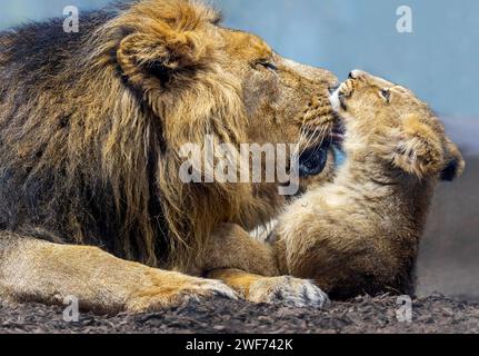 Nahaufnahme des asiatischen Löwen (Panthera leo persica) - Vater, der mit seinem Jungen spielt Stockfoto