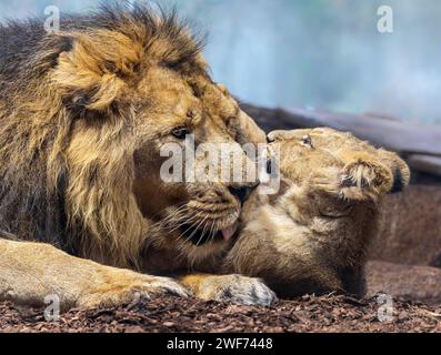 Nahaufnahme des asiatischen Löwen (Panthera leo persica) - Vater spielt mit seinem Jungen II Stockfoto