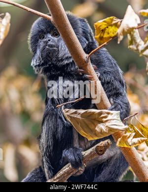 Nahaufnahme eines Goeldi-Affen (Callimico goeldii) Stockfoto