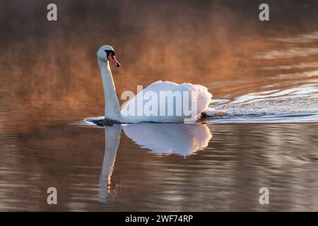 Stummer Schwan, beleuchtet von der Morgensonne durch Nebel Stockfoto