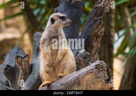 Erdmännchen (Suricata suricatta) Wache auf Baumstamm, Suricate Wachposten, kleines Mungos aus der Familie Herpestidae, Heimatregion: Südafrika. Stockfoto