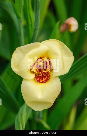 Tigridia pavonia, Pfauenstigerblume, drei Blütenblätter, kontrastierende Mittelmarkierungen, Stockfoto