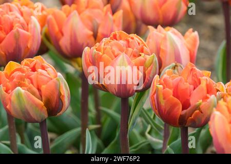 Tulpe Orange Prinzessin orange Doppelblumen mit gelber Schattierung auf den inneren Blütenblättern, rot und grün auf den äußeren Blütenblättern. Stockfoto