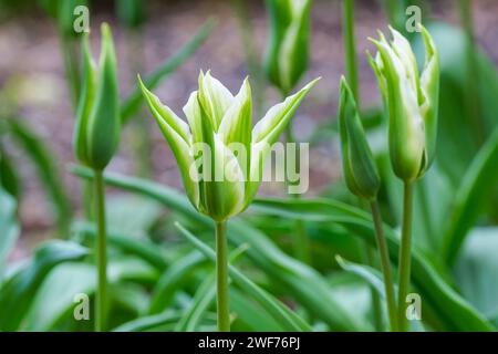 Tulpe Green Star, viridiflora Tulpe, sternähnliche Blüten mit grünen und cremefarbenen Blütenblättern. Stockfoto