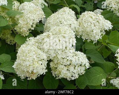 Nahaufnahme weißer Hortensie-Blüten Stockfoto