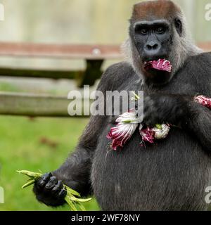 Weiblicher Gorilla genießt einen Rotkohl SELTENE BILDER zeigen einen weiblichen Gorilla aus dem westlichen Tiefland, der sich glücklich an einem Rotkohl frisst. Befindet sich im AS Stockfoto