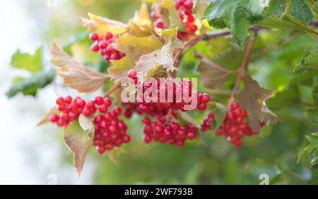 Nahaufnahme von Trauben von roten Beeren einer Guelderrose oder Viburnum opulus Strauch an einem sonnigen Tag am Ende der Sommersaison. Stockfoto