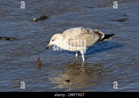 Ein schwimmender Krabben verteidigt sich vor den Augen einer jungen Heringsmöwe. Der Vogel ist hauptsächlich ein Schnitzelfresser, aber er wird jede Nahrung nutzen Stockfoto