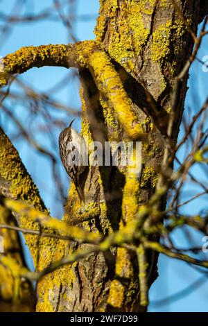 Ein Treecreeper in freier Wildbahn Stockfoto